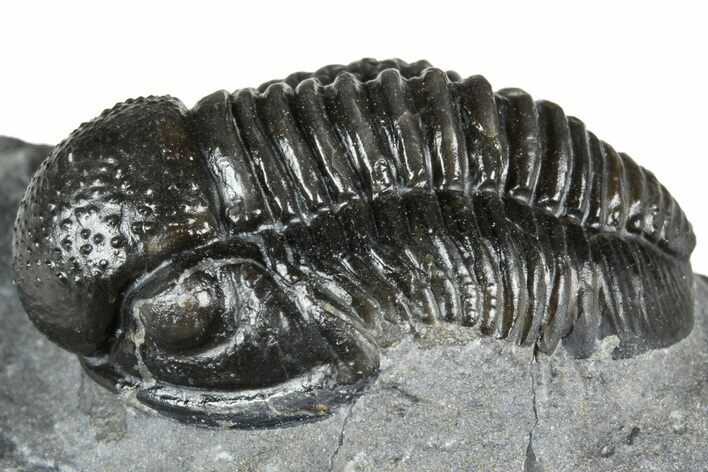 Detailed Gerastos Trilobite Fossil - Morocco #363953